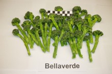 Bellaverde tiefgefroren